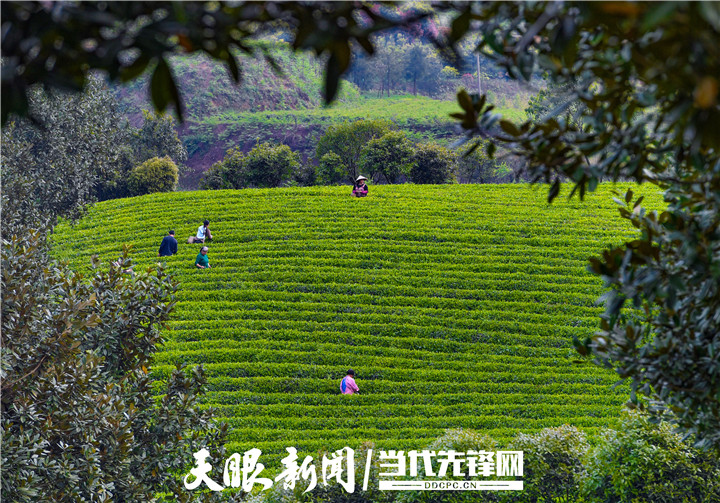 开阳地处富硒地带"开阳富硒茶"远近闻名.