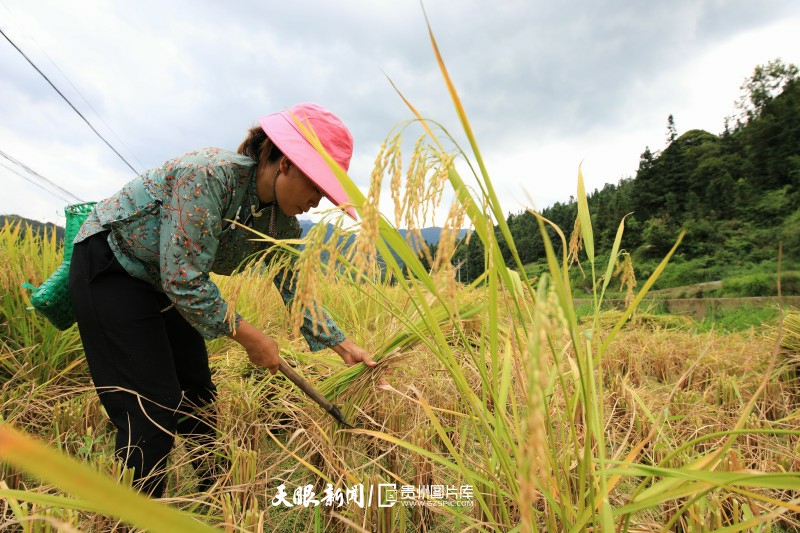 天眼镜像丨从江:今秋第一茬谷子开割